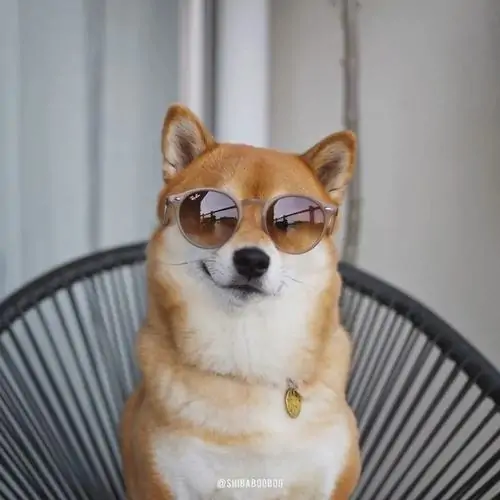 17 Chú chó shiba đeo kính râm đen ngồi oai vệ trên chiếc ghế mây như một ông chủ nhỏ đang tận hưởng kỳ nghỉ hè yên bình của mình.