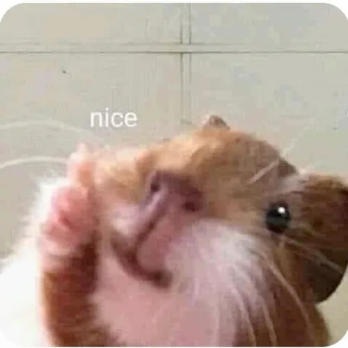 17 Mũi chuột hamster dí sát ống kính với chữ nice nhỏ bên cạnh, cảm giác đang âm thầm công nhận một pha ổn áp