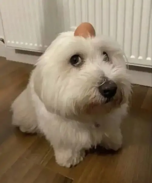 68 67
