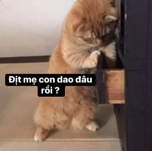 23 Mèo ngáo cầm dao xuất hiện trong lớp chỉnh màu đậm, đuôi dựng cao và mặt ngơ như vừa nghe ai gọi đi tắm
