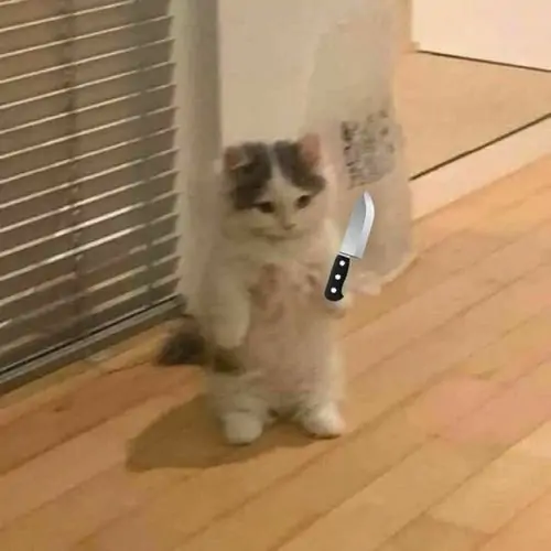 24 Meme hài mèo đứng bên cửa sổ với văn bản đính kèm lầy lội, con dao nhỏ làm biểu cảm nghiêm túc càng buồn cười