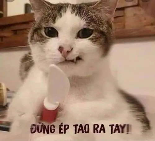 21 Grumpy Cat cầm dao trong nền ảnh tối, ánh mắt khó ở tạo cảm giác như đang phán xét chuyện dậy muộn sáng thứ hai