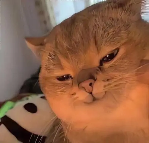 28 Meme động vật ghi lại mèo vàng nằm dài trên sàn, mắt lim dim và miệng nhếch lên như đang hưởng thụ ngày nghỉ