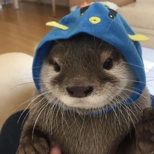 61 60