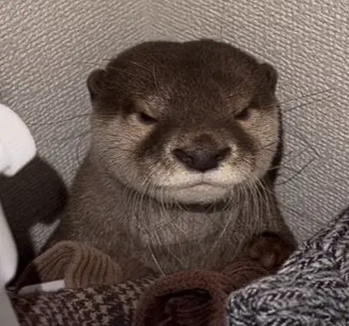 63 62