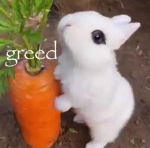 66 65
