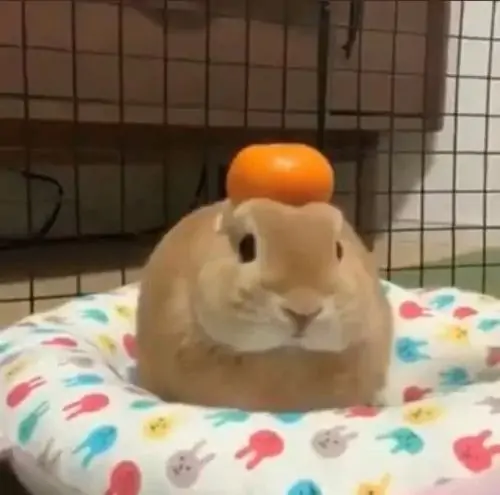 56 55