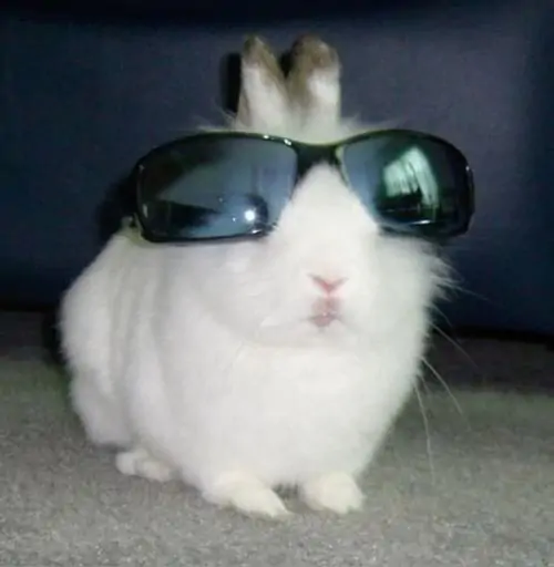 62 61