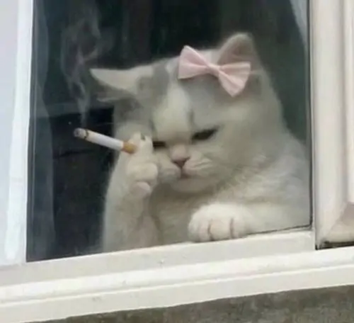 85 84