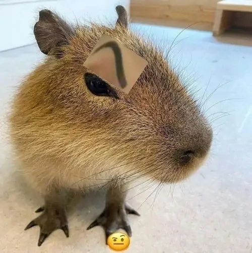 40 Capybara tương tác với người cho ăn bên hồ nước, dáng đứng chậm rãi và tính cách hiền làm khoảnh khắc đời thường thêm vui
