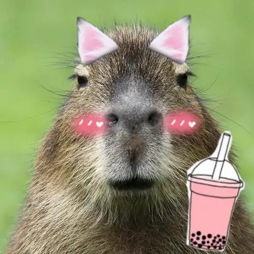 33 Đôi tai mèo và má hồng được ghép lên Capybara, ánh mắt thờ ơ làm vẻ dễ thương trở nên vô tri rất riêng