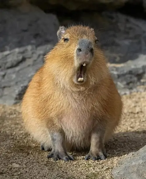 34 Capybara ngồi một mình trên nền đá tối, thân hình tròn và biểu cảm cảnh giác nhẹ khiến cảnh chụp có chút ngộ nghĩnh