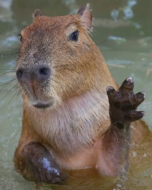 24 Meme hài dùng meme động vật thư thái khi Capybara dưới nước giơ chân lên, biểu cảm lờ đờ như chào đời bằng hết năng lượng