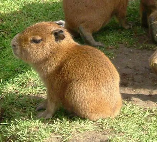 27 Một Capybara nằm nghỉ cạnh nền đất và cỏ, bộ lông nâu cùng dáng nghiêng tạo cảm giác yên bình sau màn tương tác