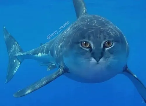61 60