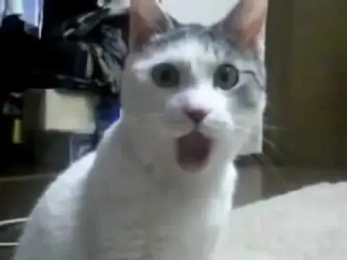 24 Meme hài mèo nằm trên ghế sô pha, mắt nhìn điện thoại sáng màn hình, không đeo gì, trông bàng hoàng trước tin nhắn lạ
