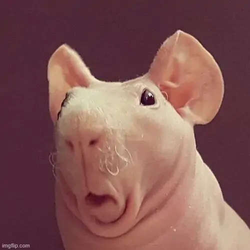 82 81