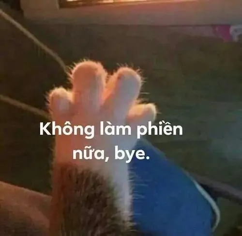 20 Meme chế cận cảnh bàn chân đầy lông của thú cưng áp vào mặt kính cùng lời nhắn dứt khoát dỗi hờn không muốn làm phiền ai nữa cả.