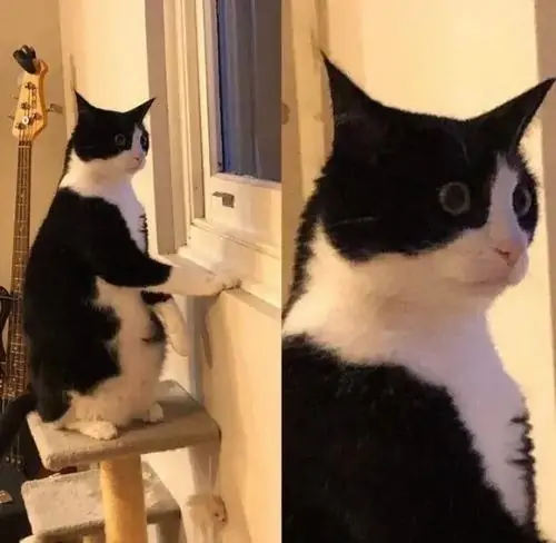 29 Hai chú mèo bên cửa sổ nhìn nhau, con phía trước trợn mắt trắng đen tạo meme ngơ ngác như bị bắt quả tang