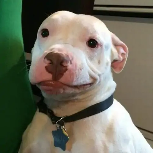 36 Ảnh troll hài chú chó pitbull trắng muốt đeo vòng cổ đen cười toe toét hướng về ống kính tạo nên một sắc thái vô cùng thân thiện lầy lội.