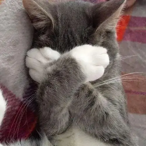43 42