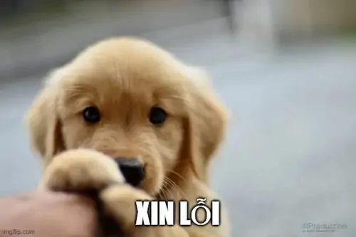 34 Chó con lông vàng đặt hai chân lên bàn, mắt nhìn thẳng dưới chữ xin lỗi khiến người nhận khó giữ vẻ nghiêm