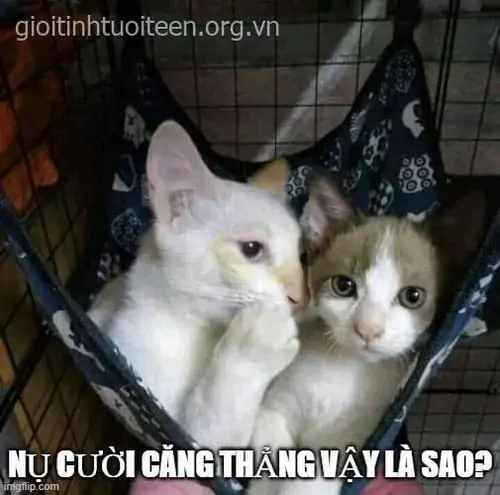 13 Hai chú mèo trắng cam nằm trong lồng, một con nhìn nghiêng đầy nghi hoặc khiến caption nụ cười căng thẳng vậy là sao thêm duyên