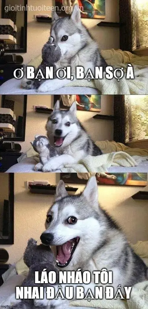 1 Chú chó husky nằm sát màn hình với mặt tỉnh bơ, caption đang khích nhẹ người xem như vừa bị hỏi có dám làm không