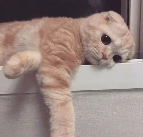 26 Mèo vàng nằm vắt người lên bệ cửa, hai mắt lờ đờ như vừa bị cuối tuần phản bội