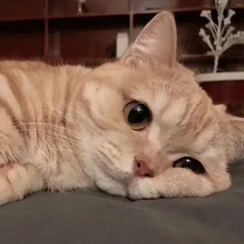 24 Meme hài mèo cam nằm nghiêng trên sàn, đôi mắt mở to như cố tỏ ra ổn khi đang đuối