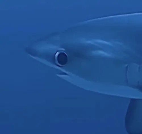 97 96