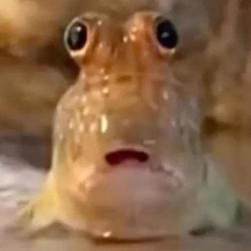 81 80