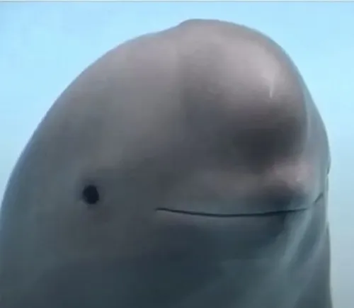 95 94