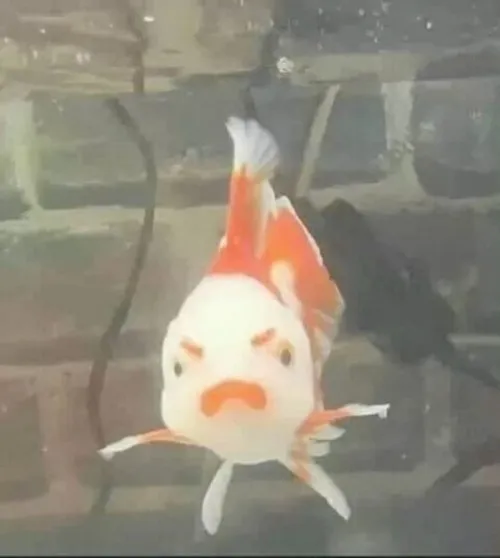 75 74