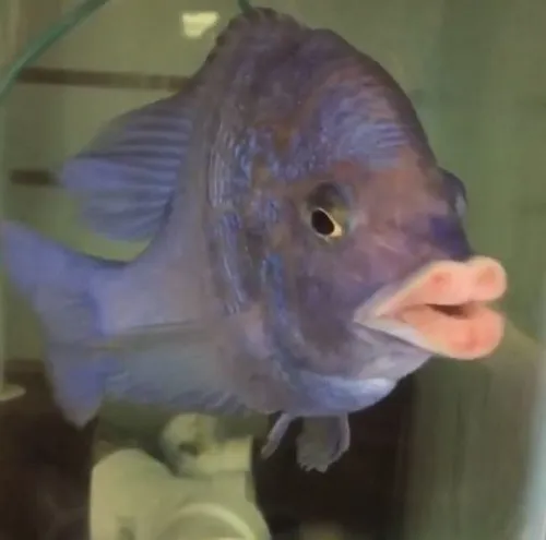 77 76