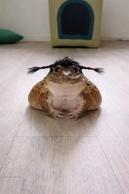 66 65