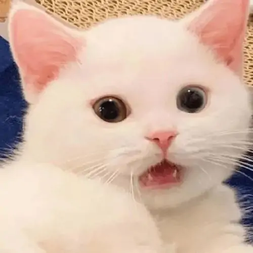 44 43