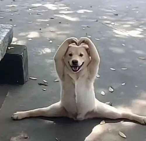 135 Ảnh meme động vật hài hước cực lầy với tình huống hài và nét mặt khó quên