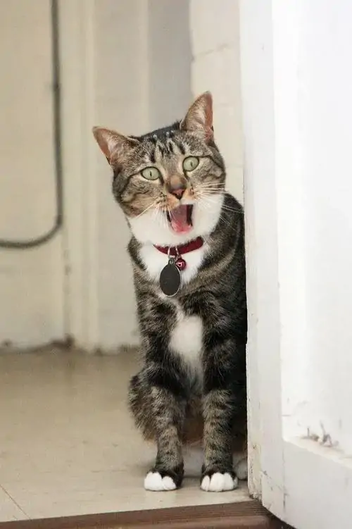 80 Ảnh Meme Mèo Sốc Hết Hồn Cho Khoảnh Khắc Nhóm Chat Quá Hỗn Loạn