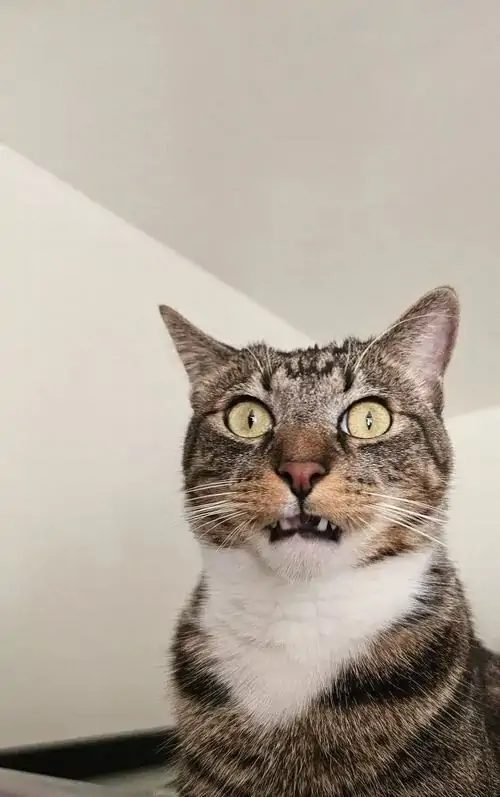 56 55