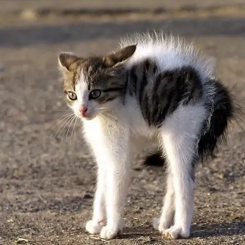 60 59