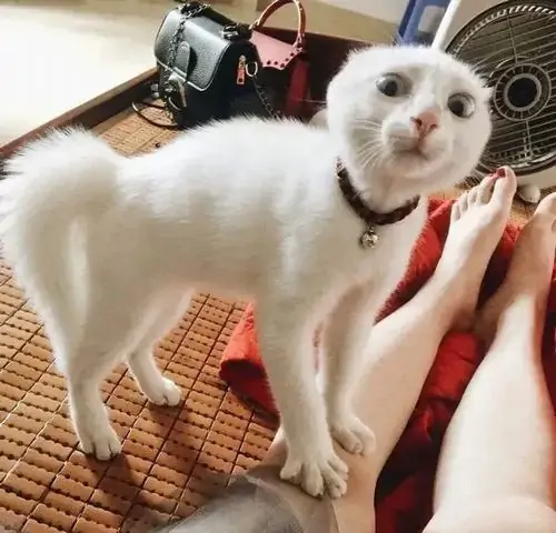 62 61