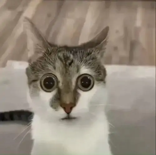 81 80