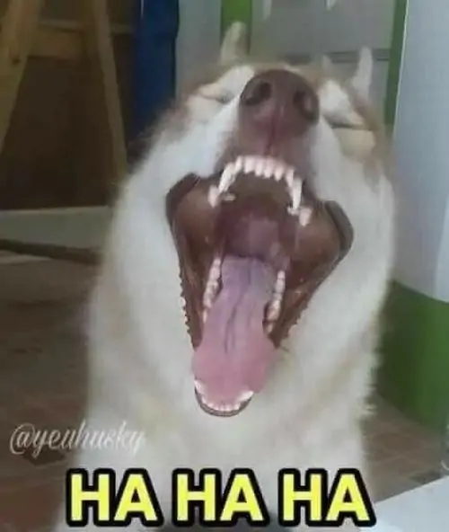 66 65