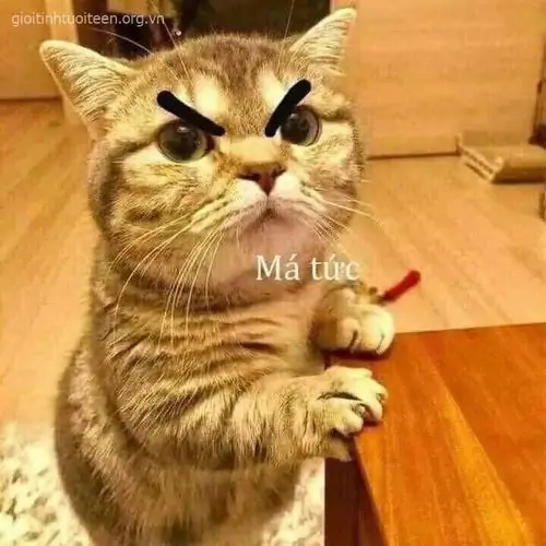 73 Ảnh Meme Mèo Tức Giận Quạu Cận Mặt Lườm Cháy Máy Những Pha Giận Tím Người