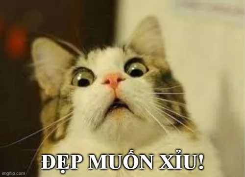 37 Chú mèo lông dài ngước mắt trong ánh đèn ấm, caption Đẹp muốn xỉu biến lời khen thành phản ứng mê mẩn