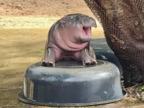 40 39