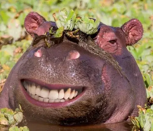 42 41