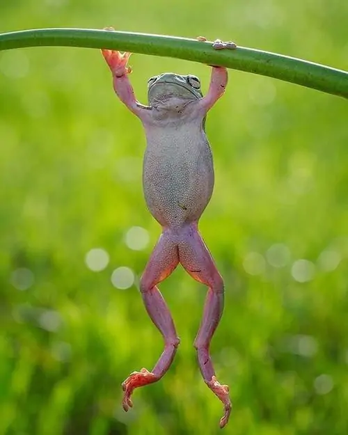 34 Meme hài ếch xanh đội kính râm ngồi ghế nhựa, tư thế vắt chân gợi cảnh bình luận dạo nhưng tưởng mình là chuyên gia