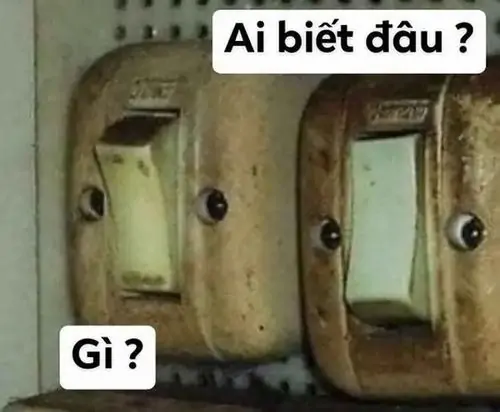 35 Tệp ảnh định dạng nhẹ có hải cẩu đội mũ len nhìn lệch, tốc độ tải trang nhanh mà vẫn giữ nét troll duyên